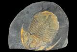 Hoekaspis Trilobite In Concretion - Bolivia #114182-1
